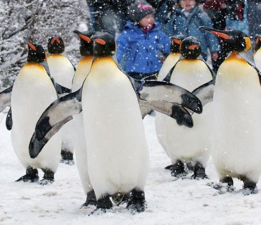 Il nostro consiglio per i giorni più freddi: Penguin Parade allo zoo di Zurigo