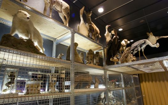 Zoological Museum Zurich