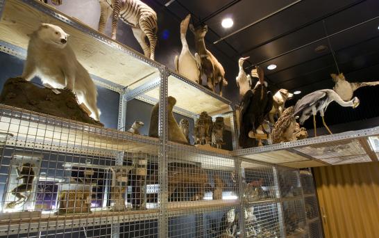 Museo Zoológico de Zúrich