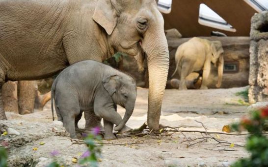 Mummy and baby elephant at Zurich Zoo