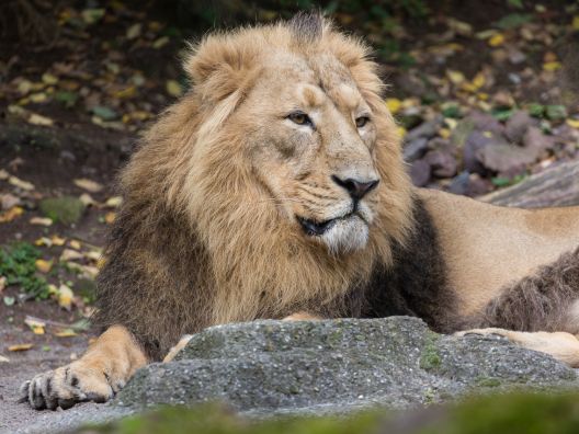 Big lion with a magnificent mane lying in front of a stone