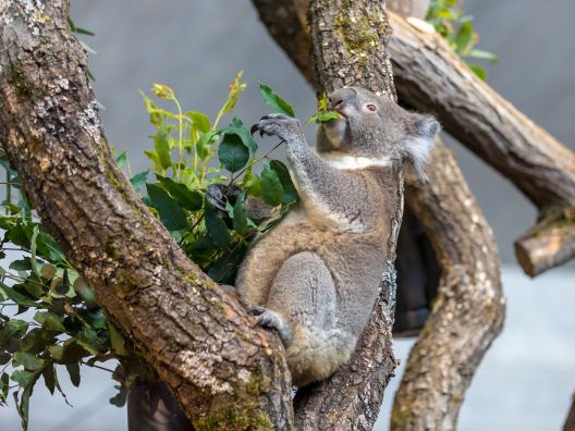 Koala sitzt im Baum und frisst Eukalyptus