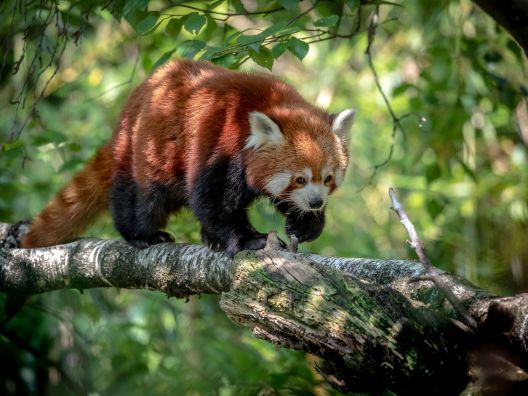 Little red panda running over a branch