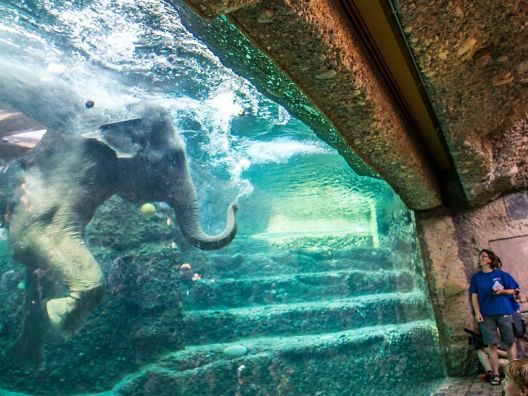 Asian elephants swimming and diving